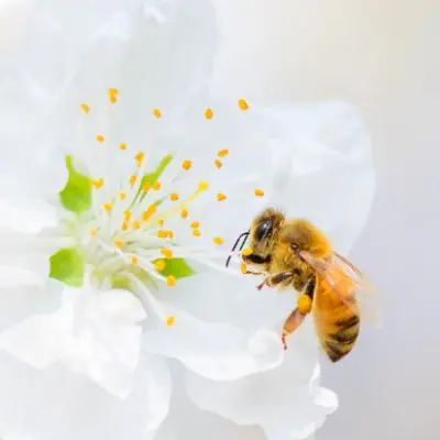 venin de albine